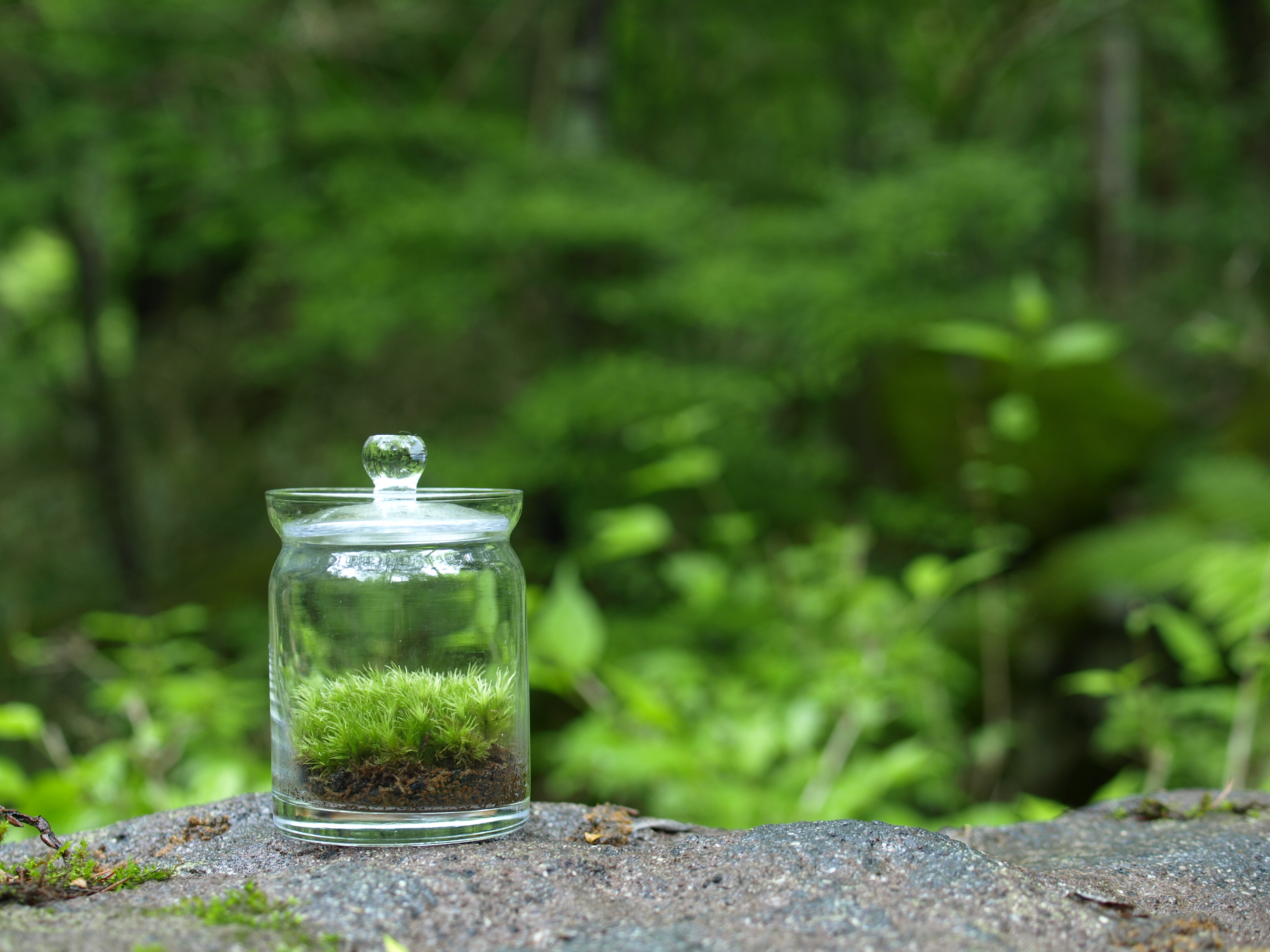 苔テラリウム制作ワークショップ