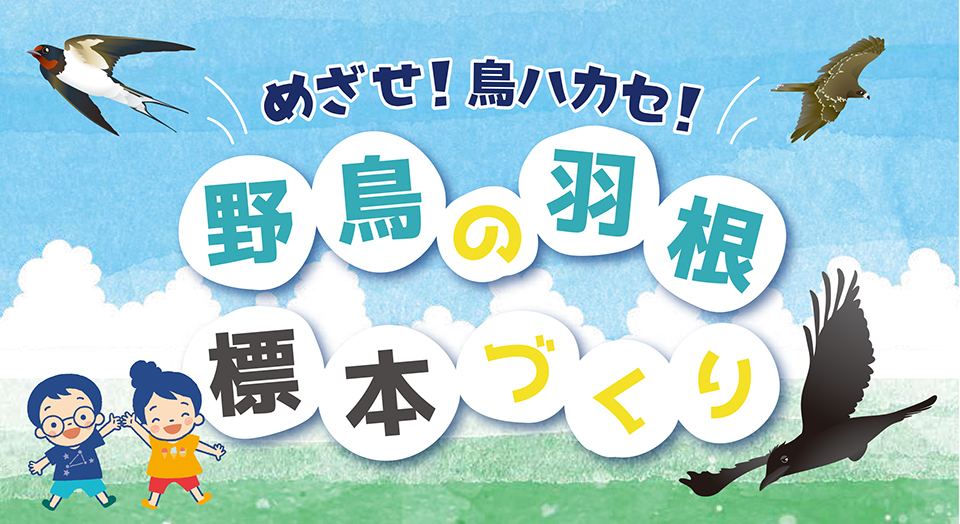 めざせ！鳥ハカセ！野鳥の羽根標本づくりイメージ