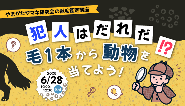 やまがたヤマネ研究会の獣毛鑑定講座 犯人はだれだ⁉　毛1本から動物を当てよう！イメージ