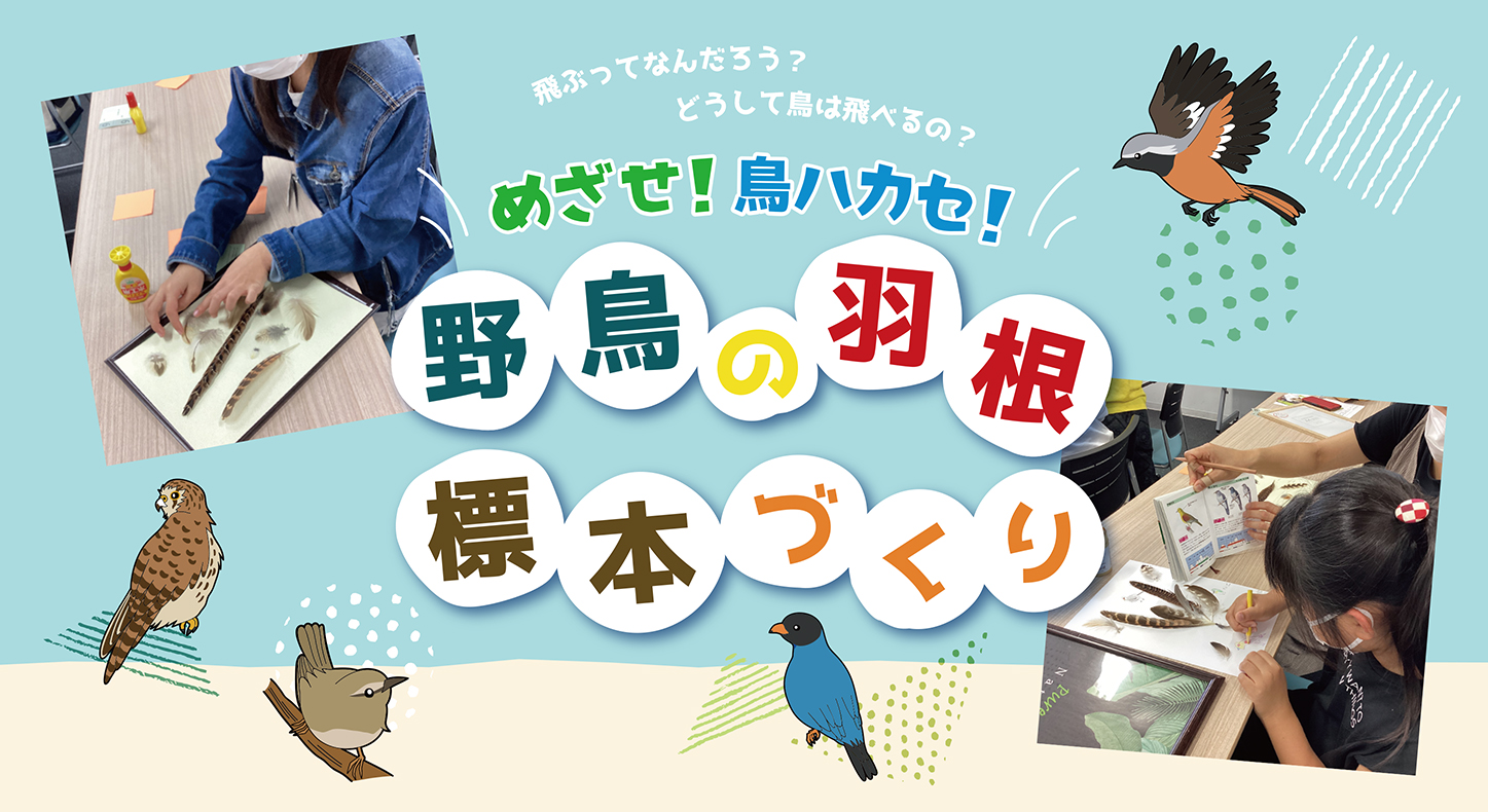 めざせ！鳥ハカセ！野鳥の羽根標本づくり2023イメージ